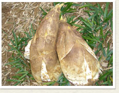 長岡京たけのこ