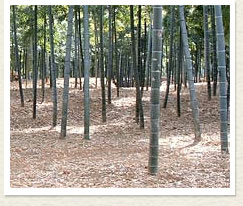 山農園朝掘りたけのこ