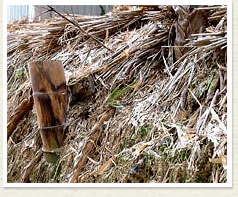 長岡京たけのこ