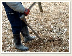 山農園朝掘りたけのこ